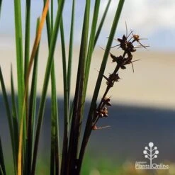 Lomandra Frosty Top -Garden Plant Store apo frosty top flowers