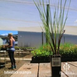 Lomandra Frosty Top -Garden Plant Store apo frosty top lomandra tubestock