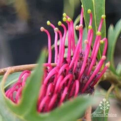 Grevillea Gaudichaudii -Garden Plant Store apo gaudichaudi grevillea closeup