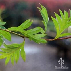 Grevillea Gaudichaudii -Garden Plant Store apo gaudichaudi grevillea foliage