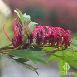 Grevillea Gaudichaudii