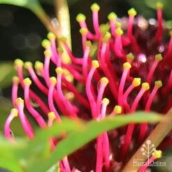 Grevillea Gaudichaudii -Garden Plant Store apo gaudichaudi stamens