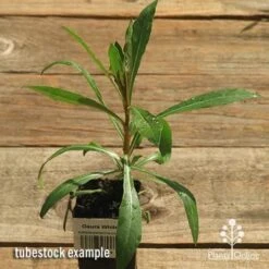 Gaura White -Garden Plant Store apo gaura white tubestock top 1