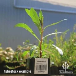 Gaura White -Garden Plant Store apo gaura white tubestock 1