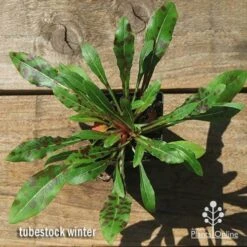 Gaura White -Garden Plant Store apo gaura winter colour