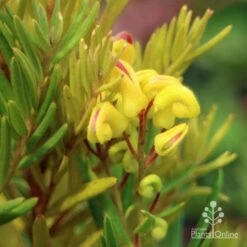 Grevillea Gold Rush -Garden Plant Store apo gold rush grevillea flower