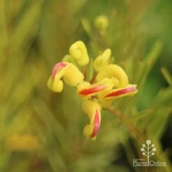 Grevillea Gold Rush -Garden Plant Store apo gold rush grevillea flower close