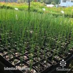 Xanthorrhoea - Grass Tree -Garden Plant Store apo grass tree johnsoni