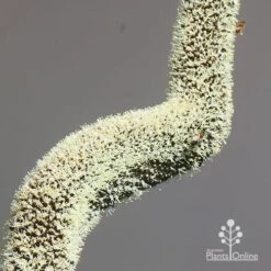 Xanthorrhoea - Grass Tree -Garden Plant Store apo grass tree july