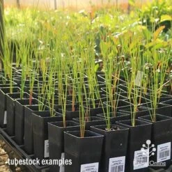Xanthorrhoea - Grass Tree -Garden Plant Store apo grass tree tubestock