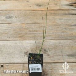 Xanthorrhoea - Grass Tree -Garden Plant Store apo grass tree tubestock top