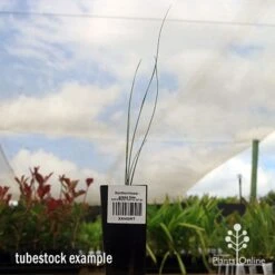 Xanthorrhoea - Grass Tree -Garden Plant Store apo grass tree tubestock 1