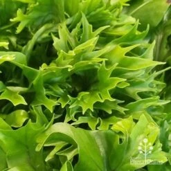 Microsorum Green Flame Fern -Garden Plant Store apo green flame fern leaftips