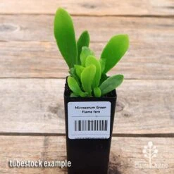 Microsorum Green Flame Fern -Garden Plant Store apo green flame fern tubestock