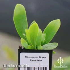 Microsorum Green Flame Fern -Garden Plant Store apo green flame fern tubestock2