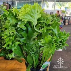 Microsorum Green Flame Fern -Garden Plant Store apo green flame microsorum