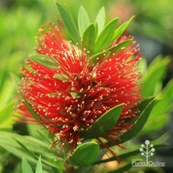 Callistemon Green John 21 Callistemon Green John -Garden Plant Store apo green john callistemon flower 1