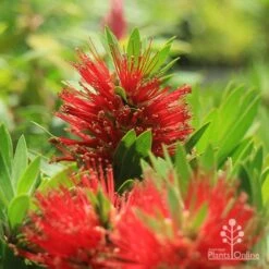 Callistemon Green John 29 Callistemon Green John -Garden Plant Store apo green john callistemon flowers