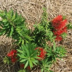 Callistemon Green John 26 Callistemon Green John -Garden Plant Store apo green john flowering nursery