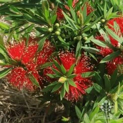 Callistemon Green John 18 Callistemon Green John -Garden Plant Store apo green john flowers