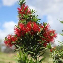 Callistemon Green John 19 Callistemon Green John -Garden Plant Store apo green john large flower cluster