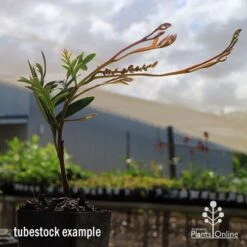 Grevillea Amazing Grace -Garden Plant Store apo grevillea amazing grace tubestock