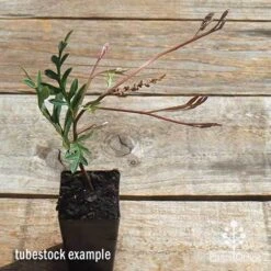 Grevillea Amazing Grace -Garden Plant Store apo grevillea amazing grace tubestock top