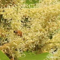 Grevillea Baileyana - Brown Silky Oak -Garden Plant Store apo grevillea baileyana close and bee