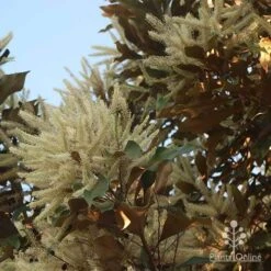 Grevillea Baileyana - Brown Silky Oak -Garden Plant Store apo grevillea baileyana glow
