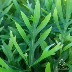 Grevillea Baileyana - Brown Silky Oak -Garden Plant Store apo grevillea baileyana leaf