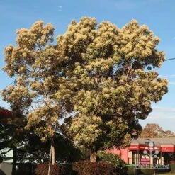 Grevillea Baileyana - Brown Silky Oak -Garden Plant Store apo grevillea baileyana tree