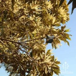 Grevillea Baileyana - Brown Silky Oak -Garden Plant Store apo grevillea baileyana underneath