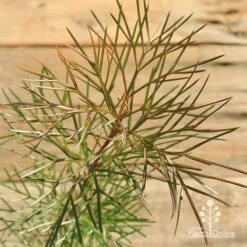 Grevillea Bon Accord -Garden Plant Store apo grevillea bon accord bronze foliage