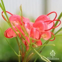 Grevillea Bon Accord -Garden Plant Store apo grevillea bon accord flower