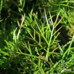 Grevillea Bon Accord -Garden Plant Store apo grevillea bon accord foliage