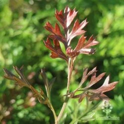 Grevillea Carpet Layer 17 Grevillea Carpet Layer -Garden Plant Store apo grevillea carpet layer new leaf colour