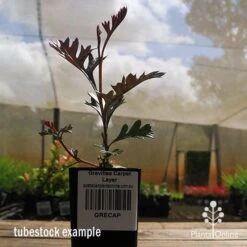 Grevillea Carpet Layer 18 Grevillea Carpet Layer -Garden Plant Store apo grevillea carpetlayer tubestock