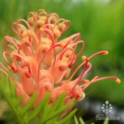 Grevillea Coconut Ice -Garden Plant Store apo grevillea coconut ice closeup