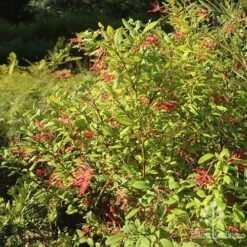 Grevillea Deua Flame -Garden Plant Store apo grevillea deua flame bush nursery