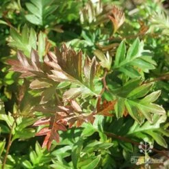 Grevillea Gaudichaudii -Garden Plant Store apo grevillea gaudichaudi foliage
