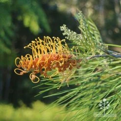 Grevillea Honey Gem -Garden Plant Store apo grevillea honey gem nursery dam