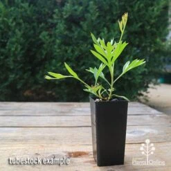 Garden Plant Store -Garden Plant Store apo grevillea lemon baby tubestock