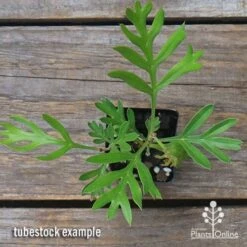 Grevillea Lemon Baby 7 Grevillea Lemon Baby -Garden Plant Store apo grevillea lemon baby tubestock top