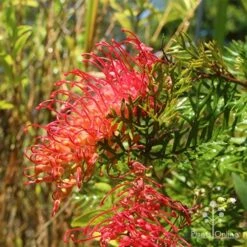 Grevillea Little Robyn -Garden Plant Store apo grevillea little robyn flowers