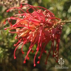 Grevillea Little Robyn -Garden Plant Store apo grevillea little robyn open sunshine
