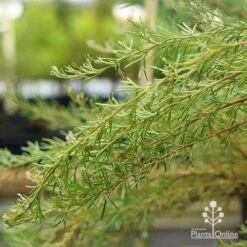 Grevillea Mini Marvel -Garden Plant Store apo grevillea mini marvel weeping