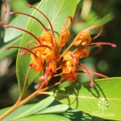 Grevillea Orange Marmalade -Garden Plant Store apo grevillea orange marmalade flower closeup