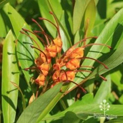 Grevillea Orange Marmalade -Garden Plant Store apo grevillea orange marmalade flower closeup2