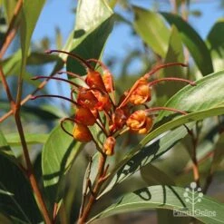 Grevillea Orange Marmalade -Garden Plant Store apo grevillea orange marmalade flower leaf