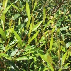 Grevillea Orange Marmalade -Garden Plant Store apo grevillea orange marmalade foliage